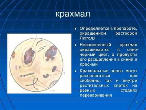 Причины появления крахмала в кале