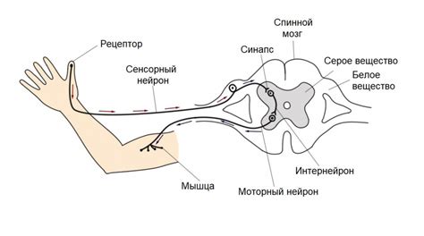 Причины появления мурашек на теле