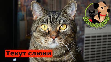 Причины слюнотечения у кота