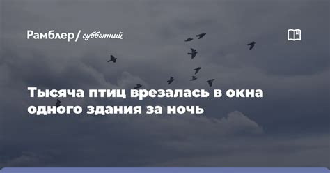 Причины стука птиц в окна ночью