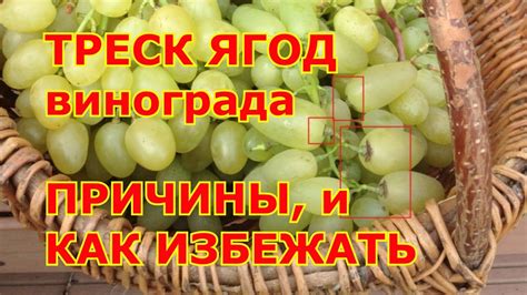 Причины треска ягод винограда и способы предотвращения