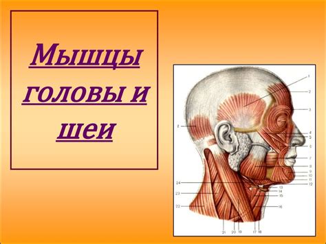 Причины хруста шеи и кружения головы