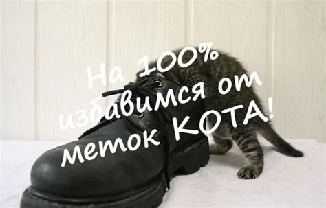 Проблема меток от кота