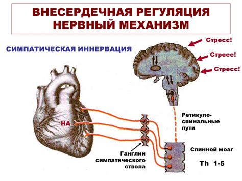 Проверка сердечной деятельности