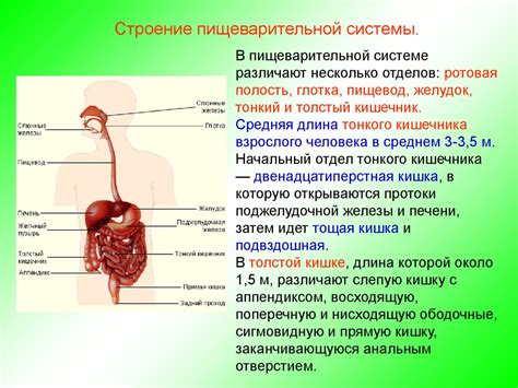 Проверка функции пищеварительной системы