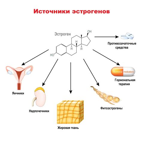 Прогестерон и эстроген: взаимодействие, функции, роль у женщин