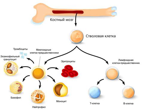 Прогноз и предотвращение диффузных изменений костного мозга