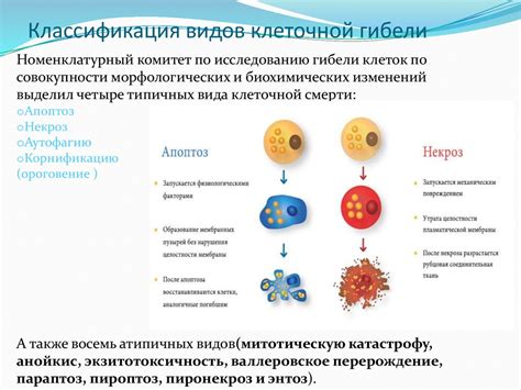 Программированная гибель клеток: роль и значение