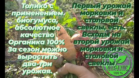 Продление сезона: посадка второго урожая