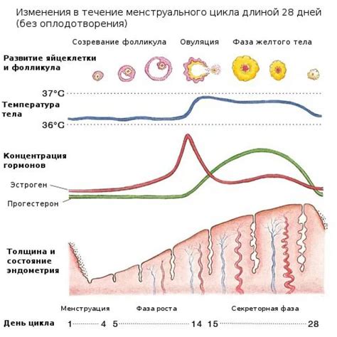 Продолжительность менструационного цикла