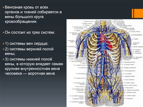 Происхождение всех органов и тканей