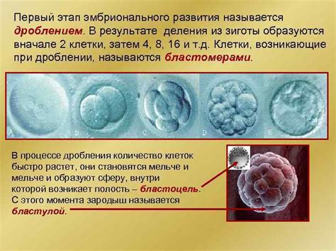 Проникновение сперматозоида в яйцеклетку