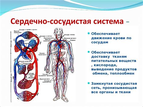 Пророщенный маш и сердечно-сосудистая система