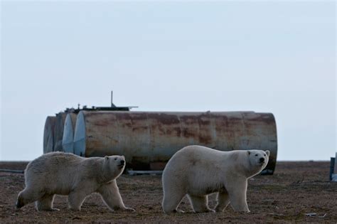 Проследите следы на земле или поведение окружающих объектов