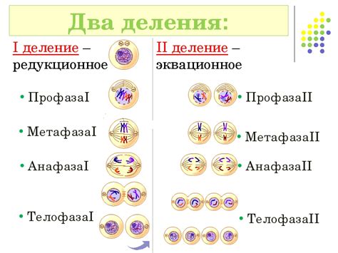 Профаза мейоза: важный этап разделения генетического материала