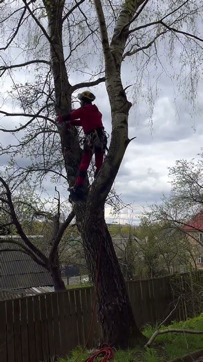 Профессиональное удаление соседского дерева: нужно ли это?