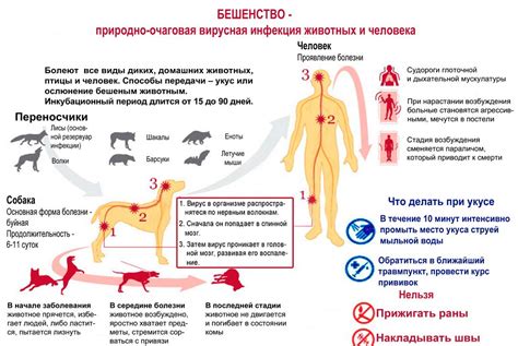 Профилактика бешенства от лисы