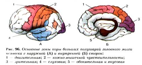 Профилактика возникновения вазогенных очагов полушарий головного мозга