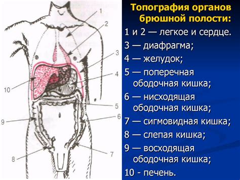 Профилактика заболеваний в области живота