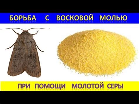 Профилактика и борьба с молью при помощи сушеных яблок