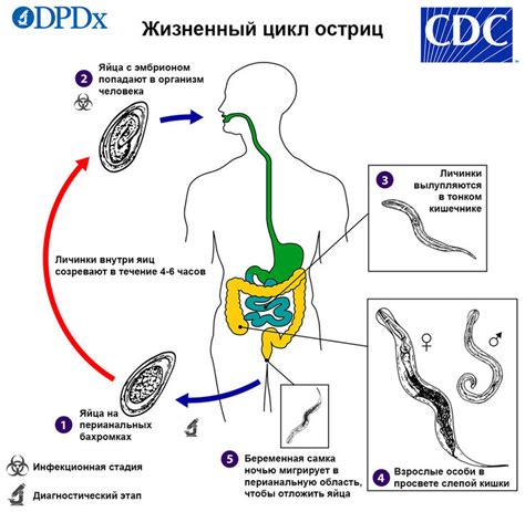 Профилактика и лечение заражения личинками глистов