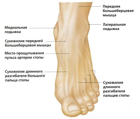 Профилактика отека лодыжки на левой ноге