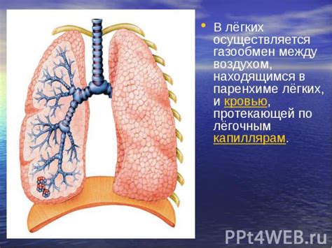 Профилактика очагов в паренхиме легких