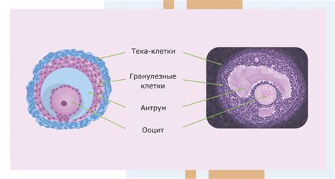 Профилактика персистенции фолликула в правом яичнике