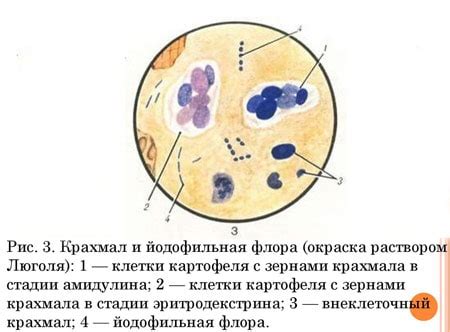 Профилактика появления крахмала в кале