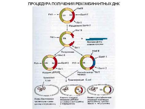 Процедура контроля наличия ДНК