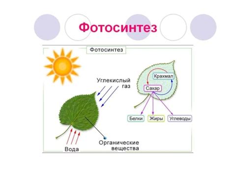 Процессы биологического синтеза в клетках