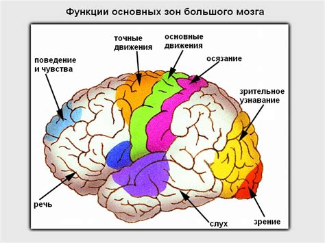 Процессы в мозге