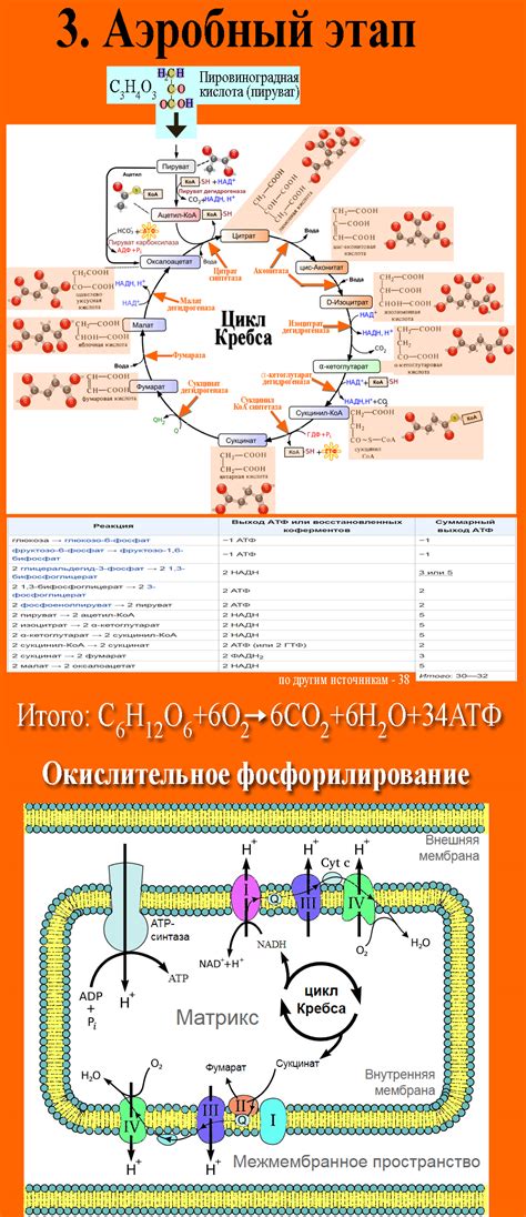 Процессы диссимиляции в биологии