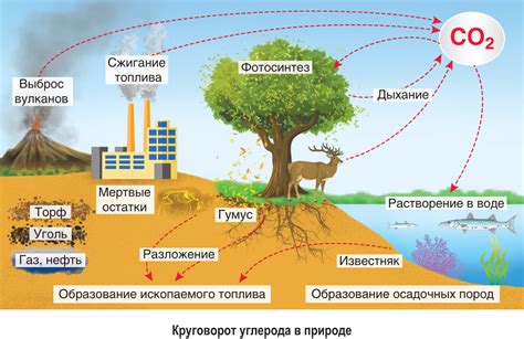 Процессы превращения в углекислый газ и воду