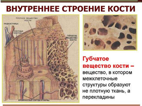 Процессы ремоделирования и обновления компактного вещества костей