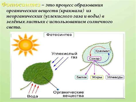 Процесс образования органических веществ