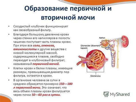 Процесс образования первичной мочи и плазмы крови