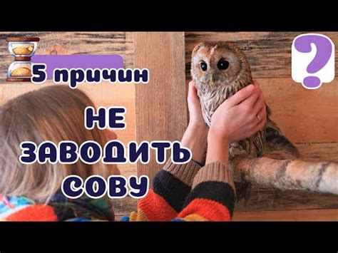 Процесс приручения совы: секреты и эффективные методы