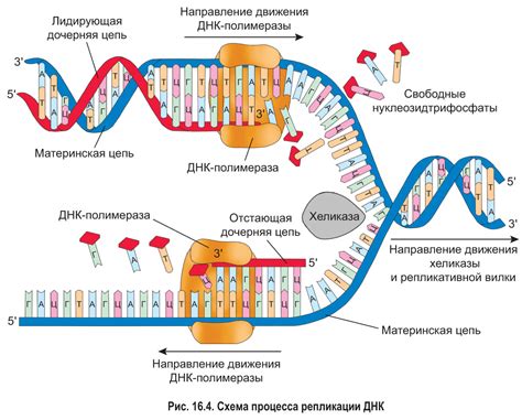 Процесс репликации ДНК