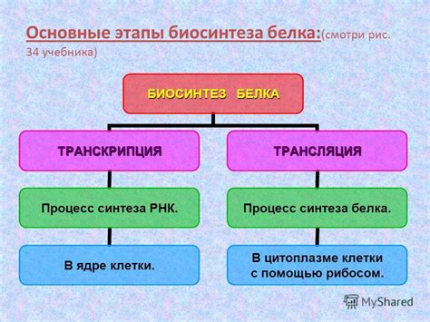 Процесс синтеза белка: сравнение работы рибосом