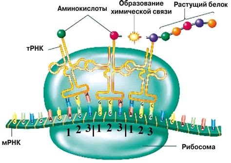 Процесс синтеза белка и его связь с аминокислотами