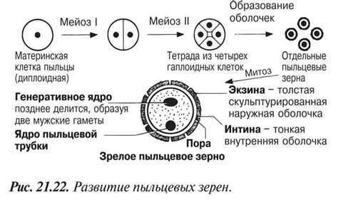 Процесс сушки генеративной клетки