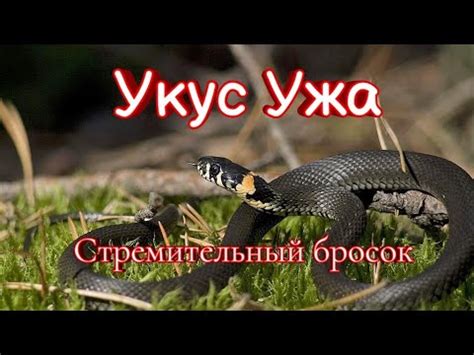 Прочтение сна про укус ужа в руку