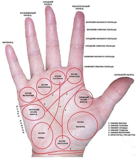 Психологическое значение полосок на ладони правой руки