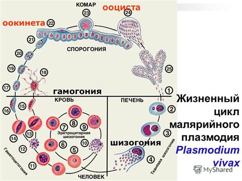 Пути передачи малярийного плазмодия