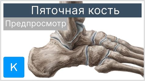 Пяточная кость