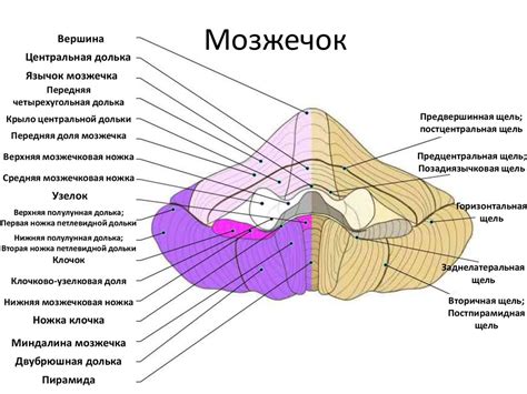 Работа мозжечка для организма