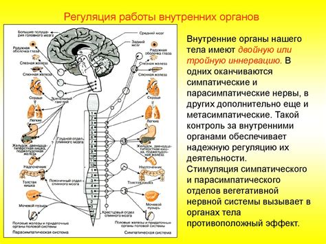 Работа нервной системы: основы и принципы