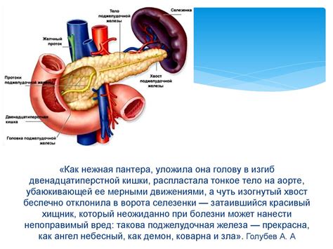 Работа поджелудочной железы