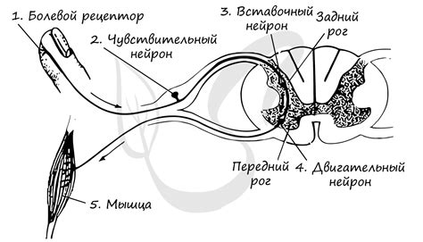 Работа рефлекторной дуги и ее значение для спинного мозга